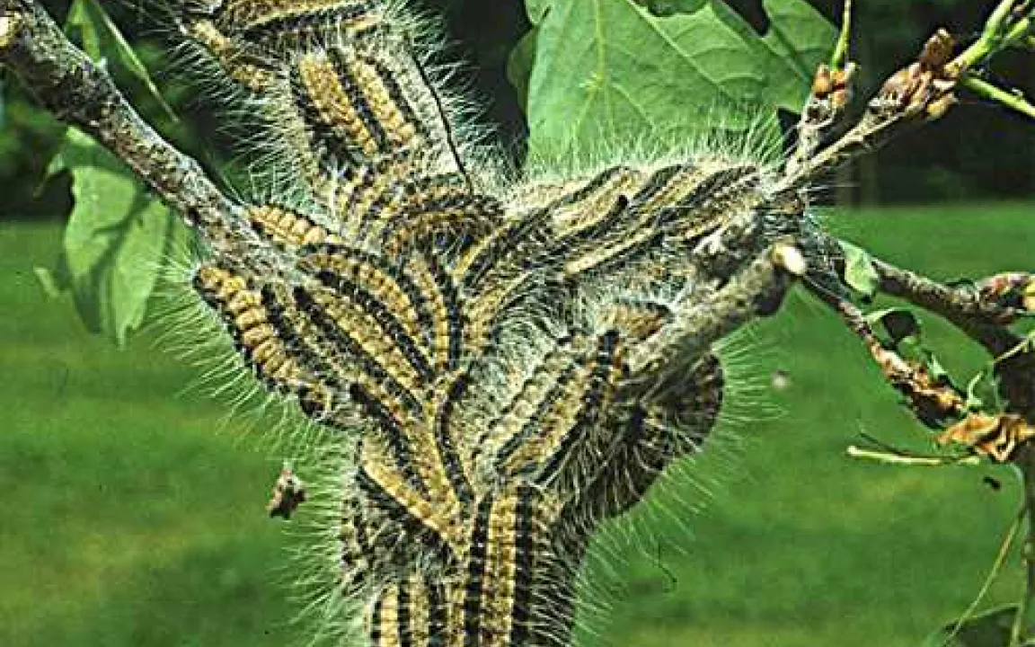 Giftraupen des Eichenprozessionsspinners verursachen Schulschließung