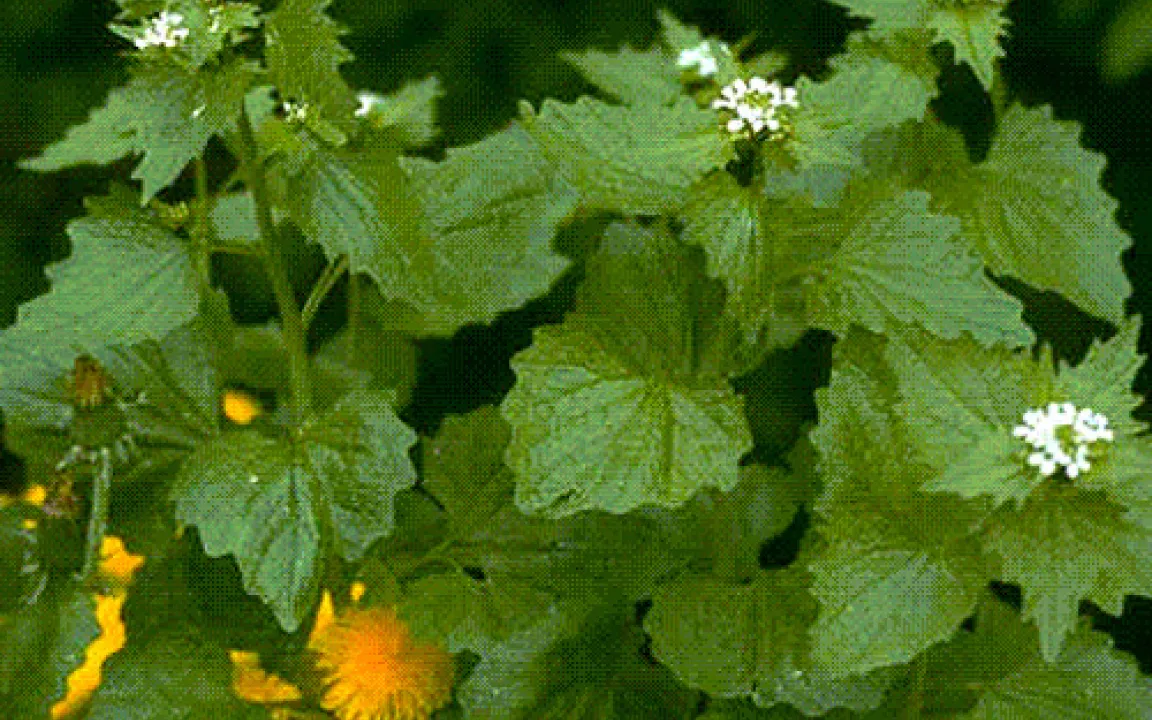 Europäisches Kraut beunruhigt kanadische Wissenschaftler