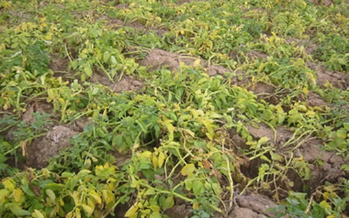 Kartoffelqualität durch die Beseitigung des Blattwerks