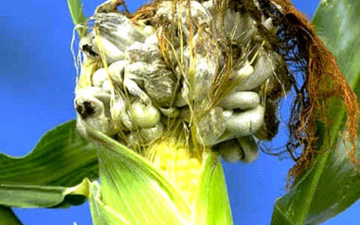 Aussicht auf eine gezieltere Bekämpfung?