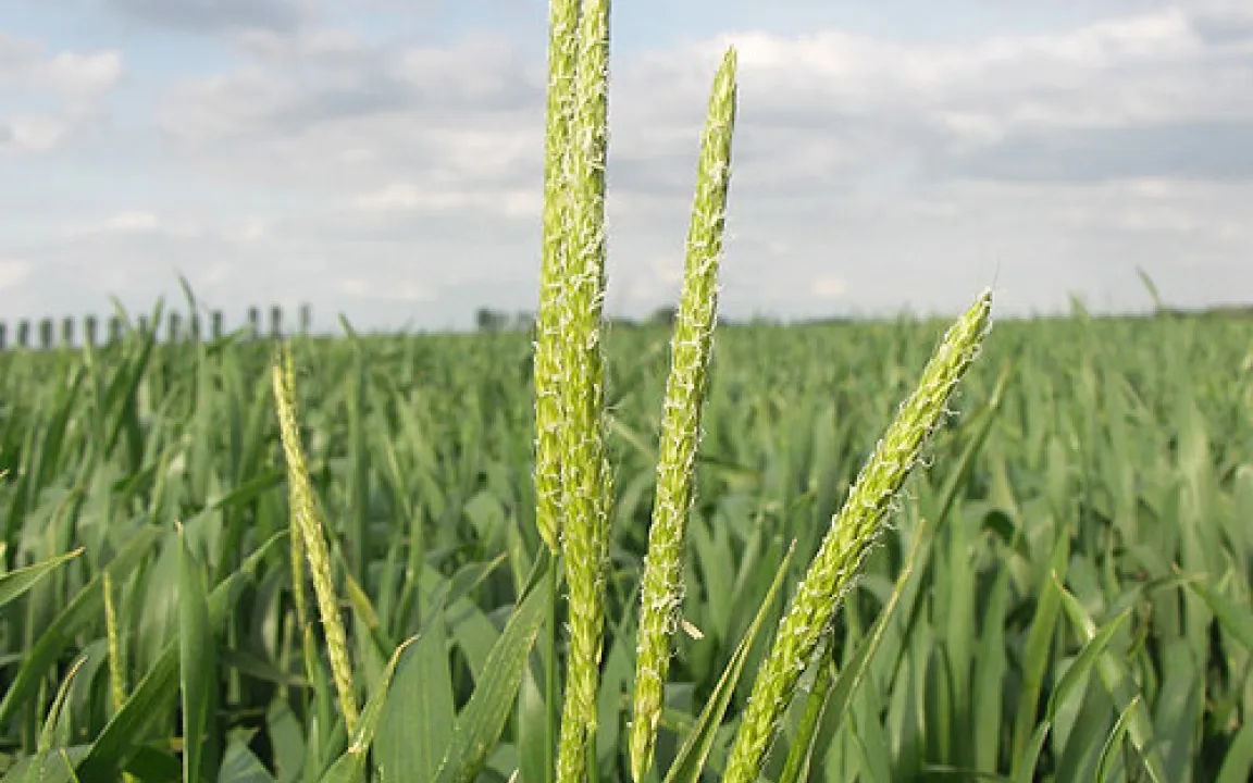 Rote Karte für den Ackerfuchsschwanz