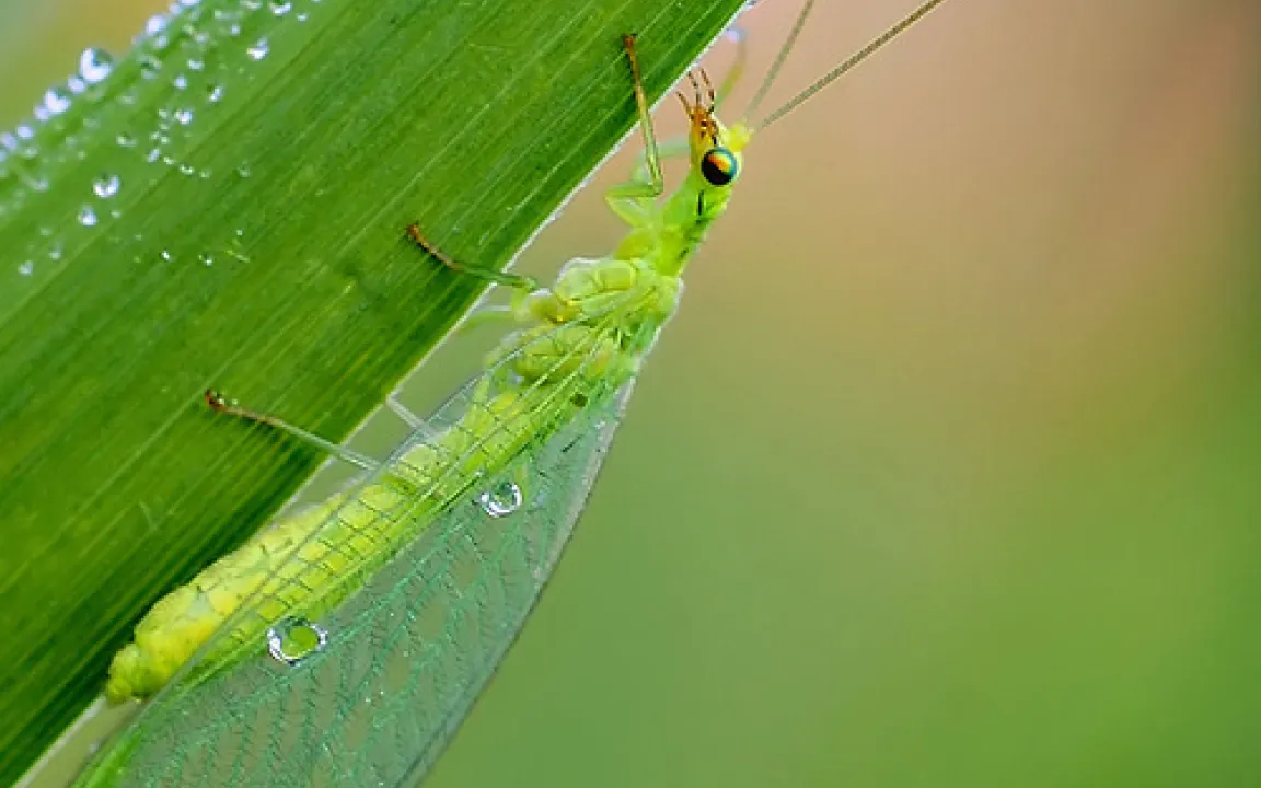 Kein Risiko für Florfliegen durch Bt-Maispollen 