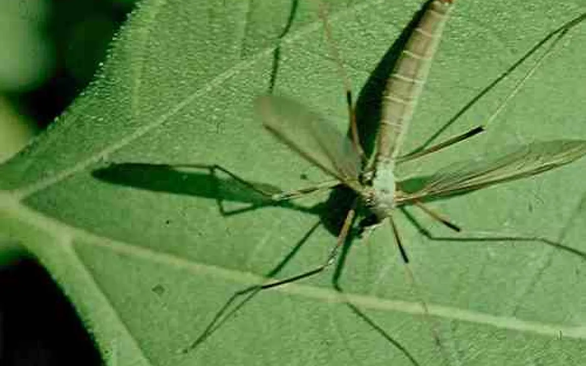 Schnakenlarven lassen Wiesen und Weiden absterben 