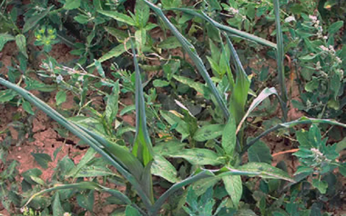 Unkraut vergeht nicht