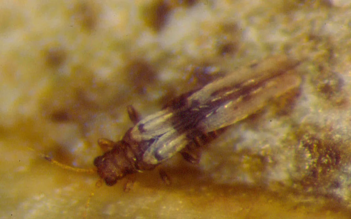 Thripse „überfallen“ auch Zimmerpflanzen 