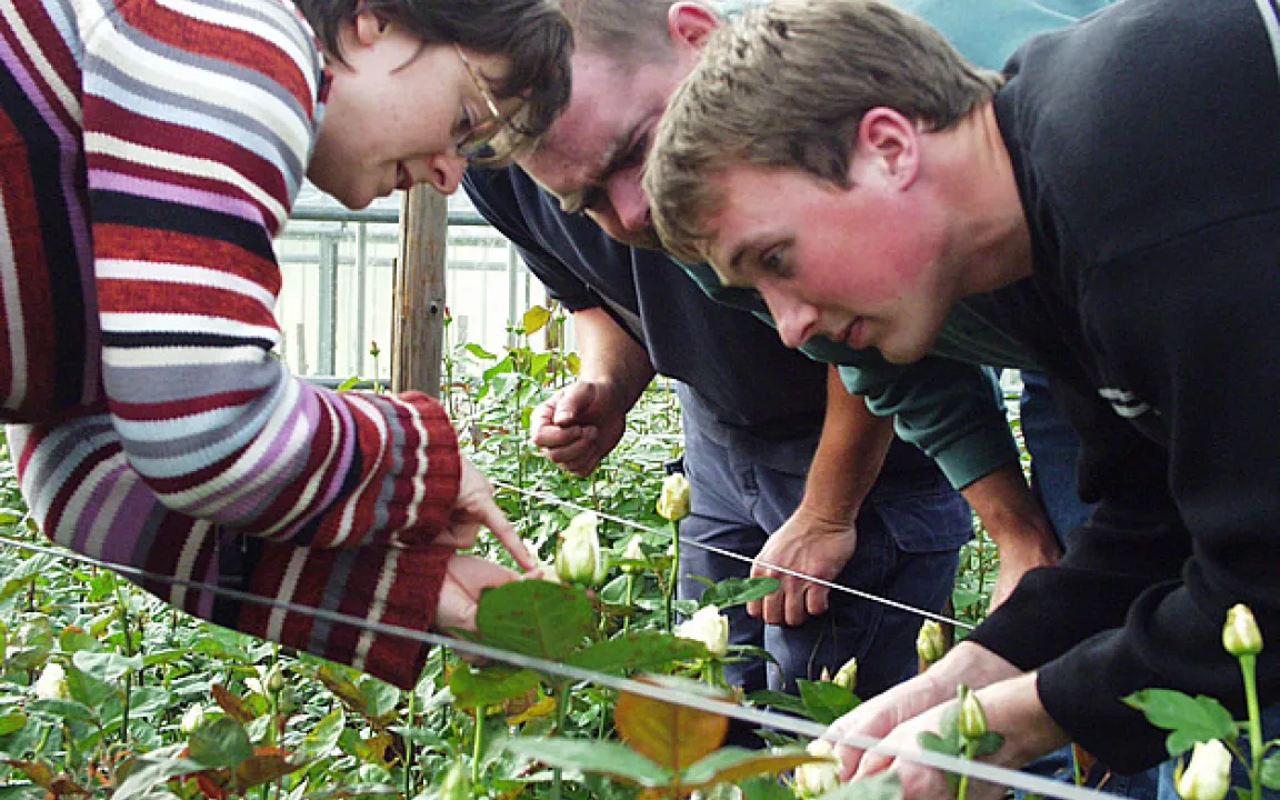 Blütenthrips – Schaderreger an über 200 Zierpflanzen 