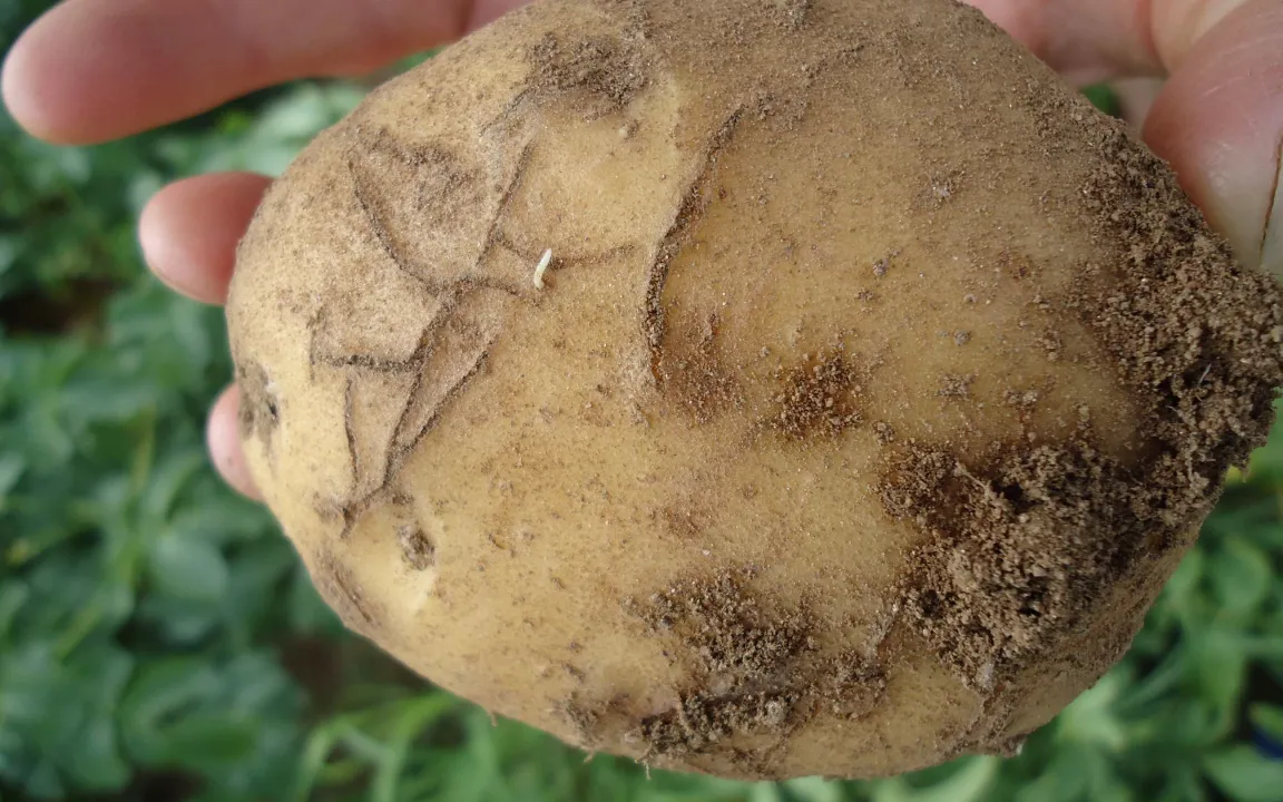 Kartoffeln schmecken den Erdflöhen besonders gut