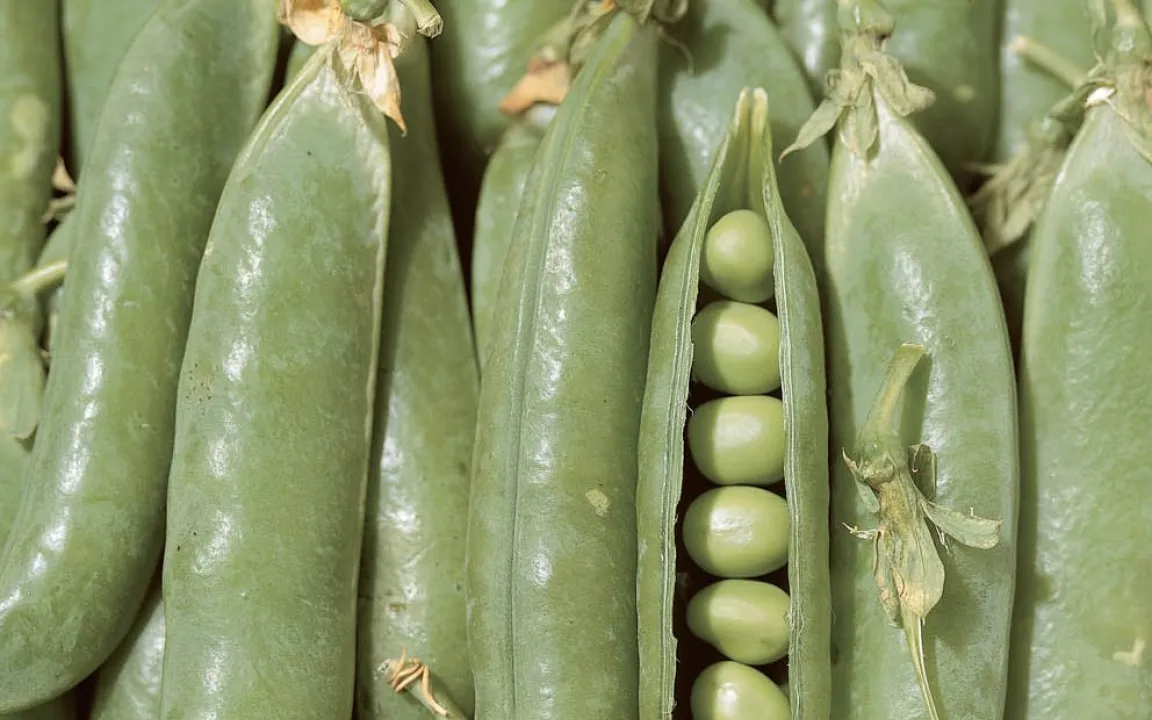 Lebensmittelversorgung im Krisenfall – Staatliche Vorratslager in Deutschland