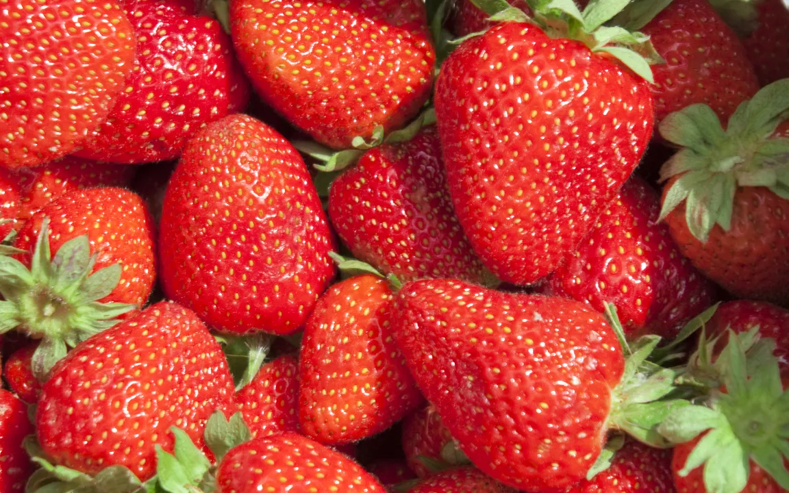 Früherkennung schützt vor Erdbeer-Bakteriose