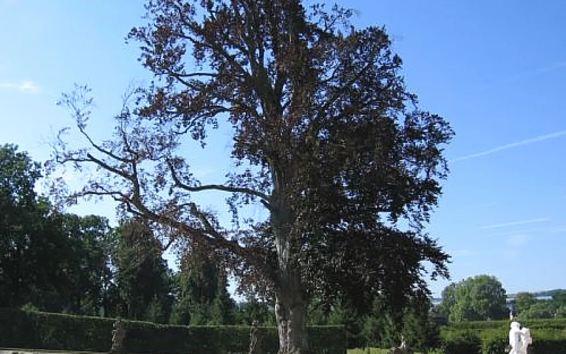 Neue Baumpilze hinterlassen unübersehbare Schäden