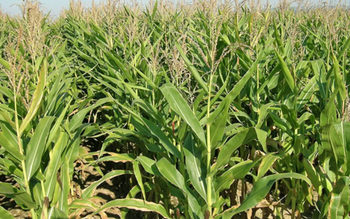 Anbauflächen für gentechnisch veränderte Pflanzen wachsen weltweit 