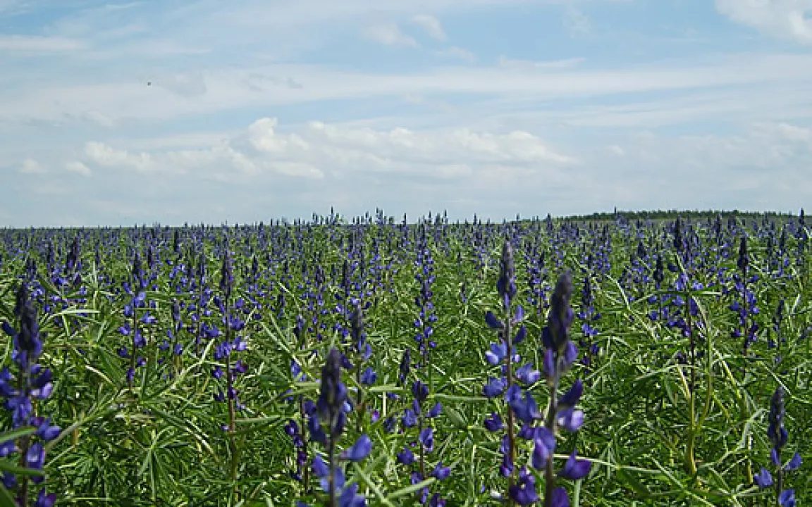 Der Anthraknose vorbeugen 