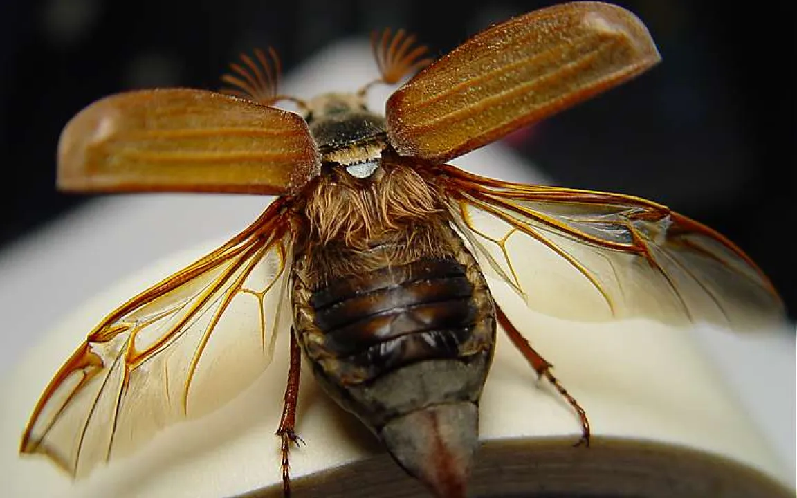 Der Maikäfer – heiß geliebt und doch gefürchtet