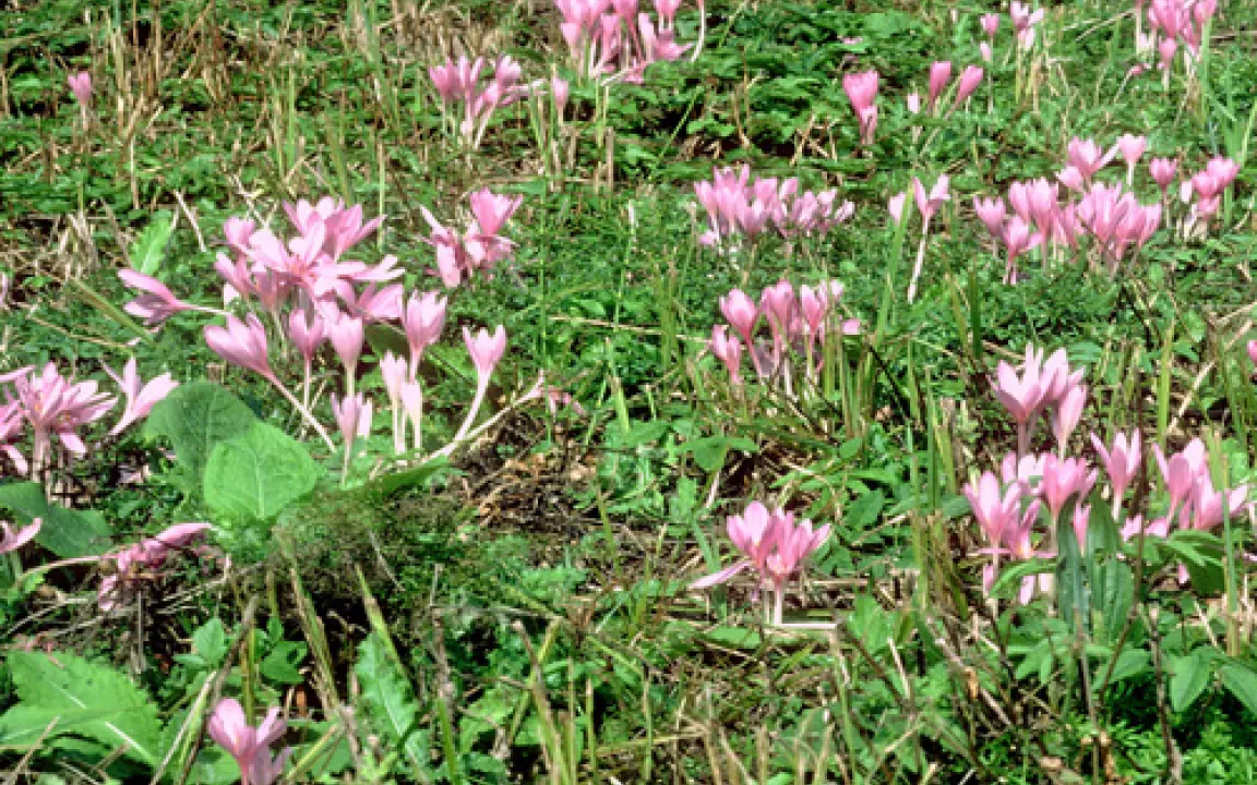 Gefährliche Schönheit: Die Herbstzeitlose - Portrait eines Wiesenunkrauts