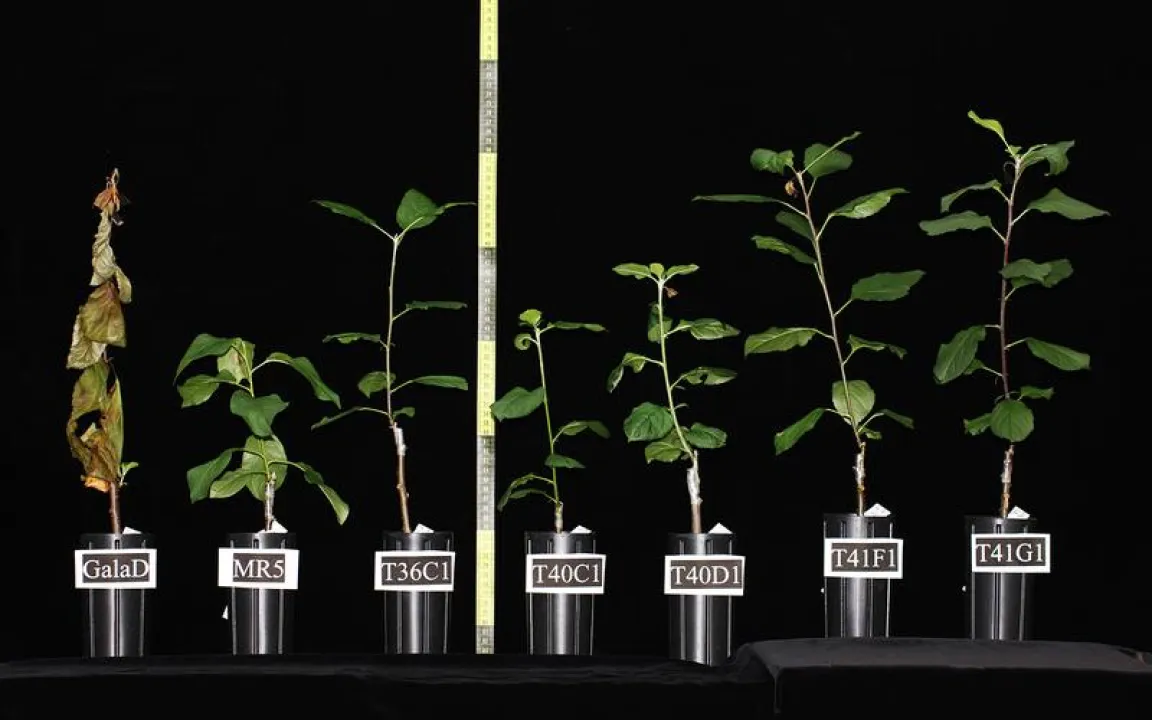 Feuerbrand – mit „künstlicher Infektion“ zum Erfolg