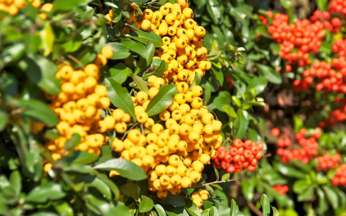 Hecken sind mehr als nur ein grüner Zaun