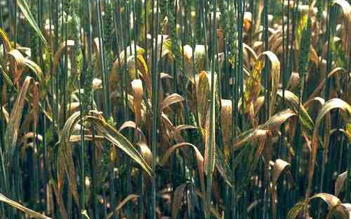 Pilze lassen Pflanzen „rosten“ 