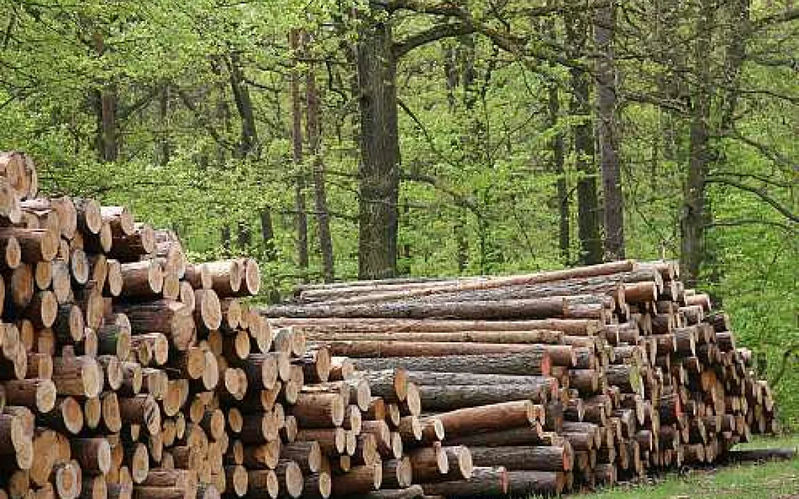 Der Wald – ein tüchtiger Abgas-Schlucker