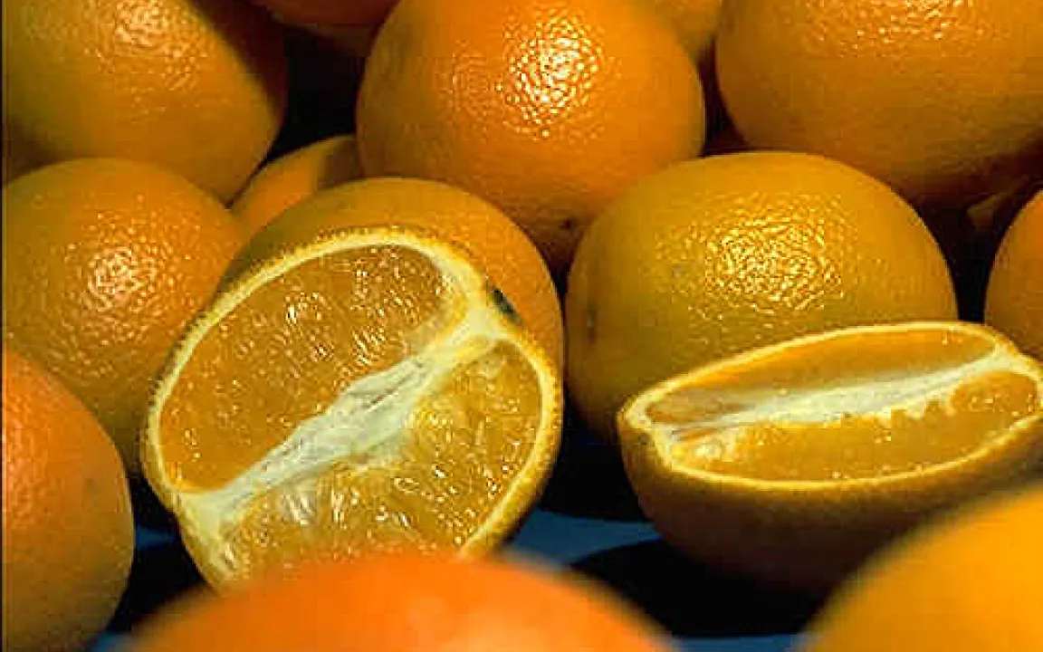 Orangen: Woher sie kommen – wie sie wachsen