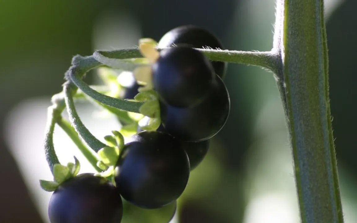 Vorsicht bei Schwarzem Nachtschatten