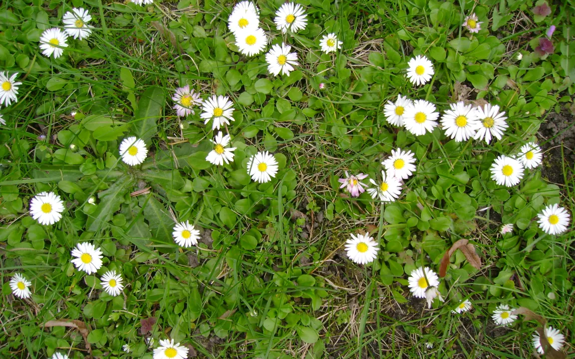 Unkraut oder "Wildkraut"?