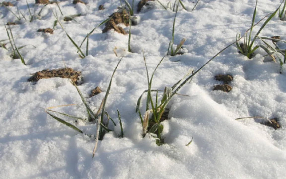 Klirrende Kälte mit Auswirkungen auf Pflanzen und Tiere