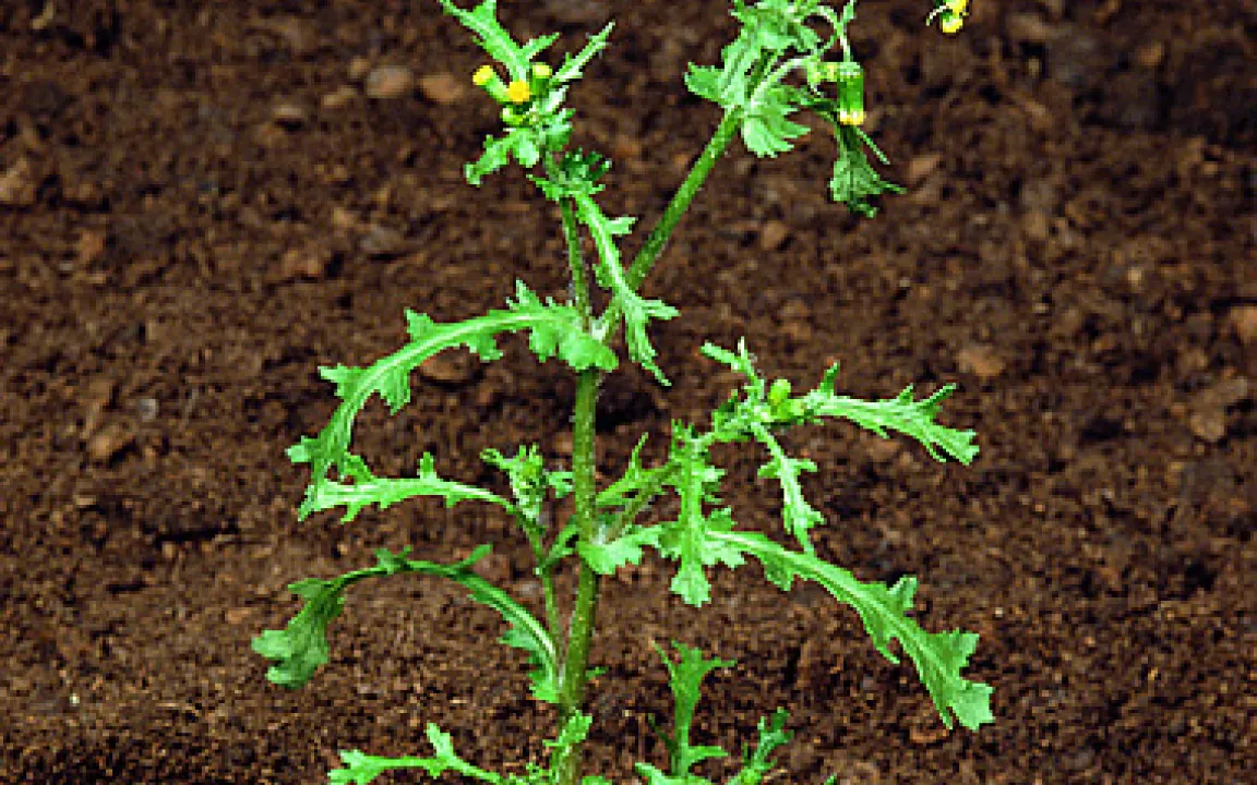 Warnung vor Gemeinem Greiskraut im Salat