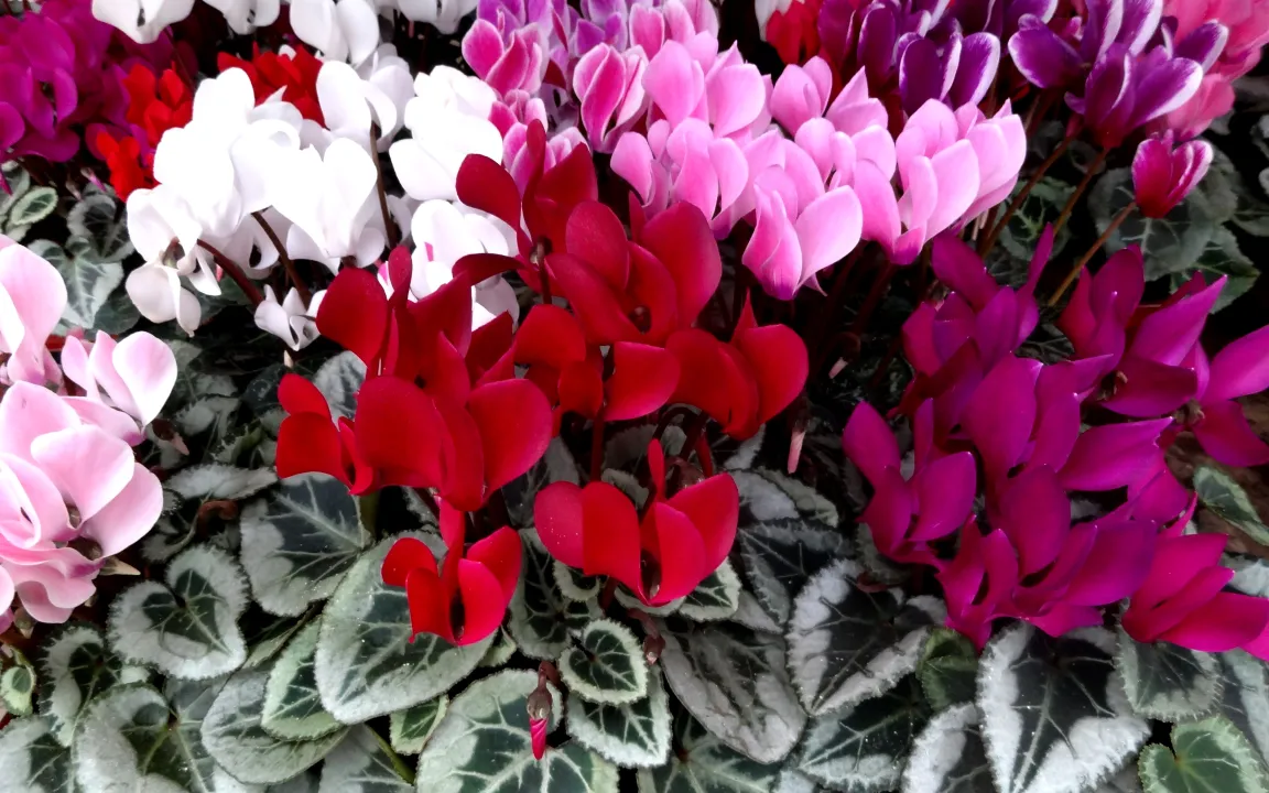 Zu viel Wasser tut Zimmerpflanzen nicht gut