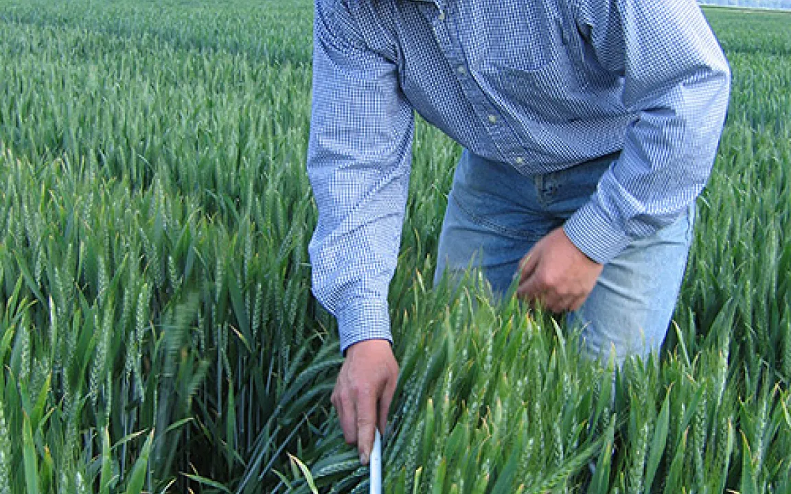 Demnächst Pflanzen mit Hüftspeck? 