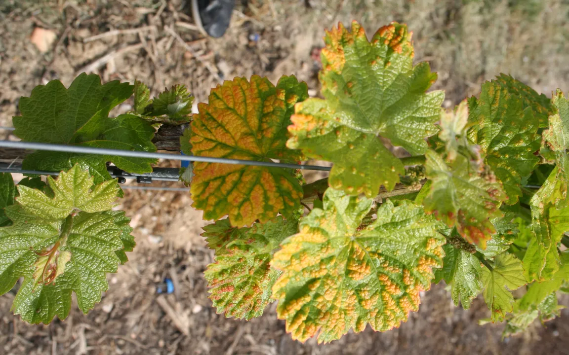 Impfschutz für Weinreben