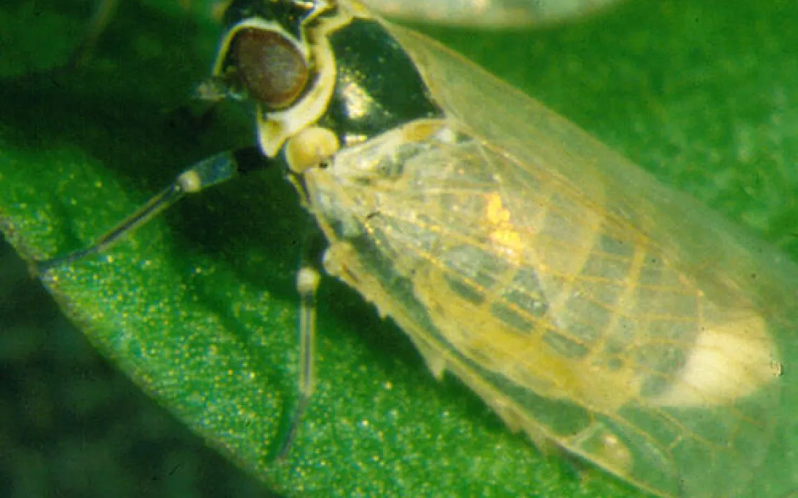 Zikaden auf dem Weg nach Norden