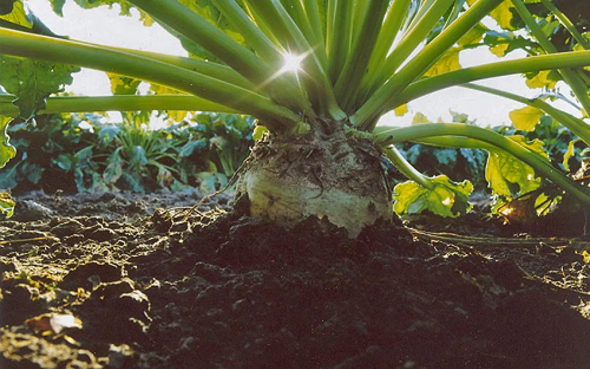 Zucker – ein vielversprechender nachwachsender Rohstoff 