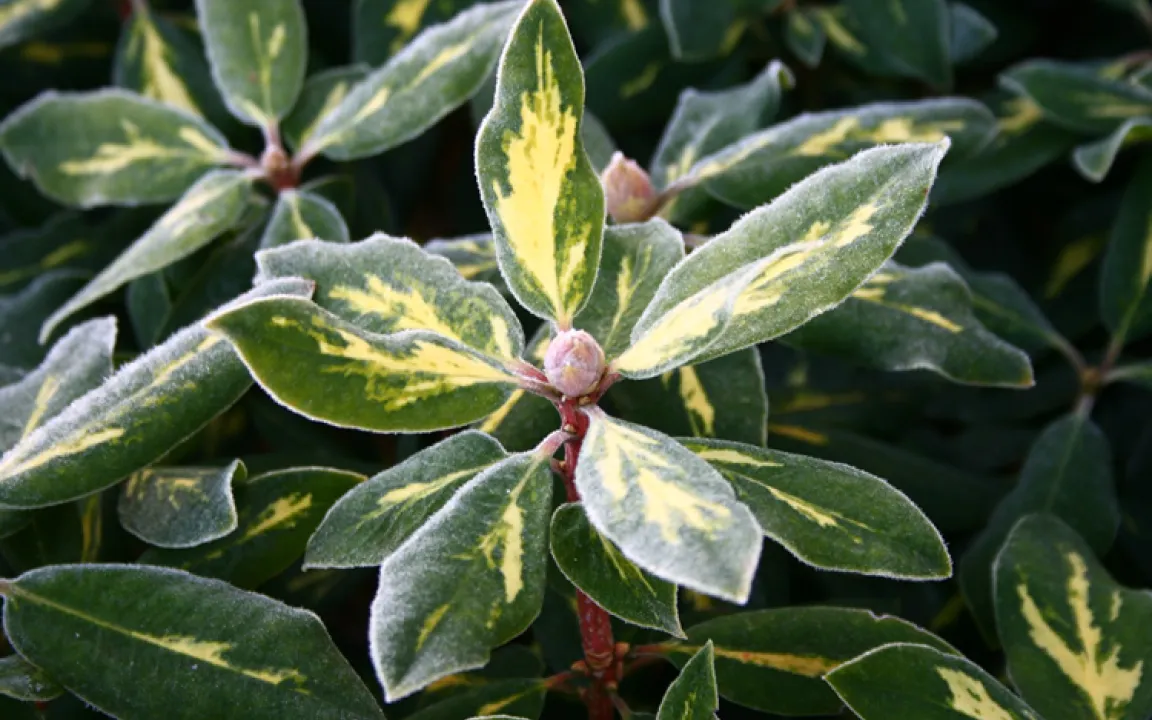 Frostschäden erkennen 