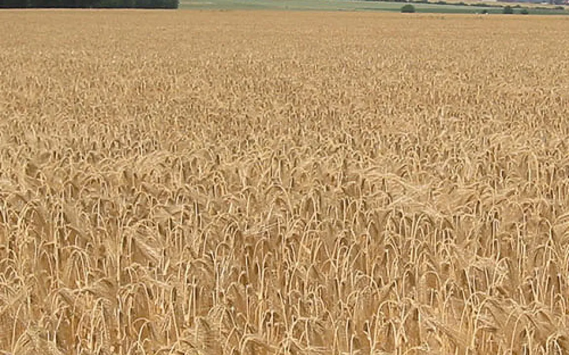 Schwarze Staubwolken bei der Getreideernte