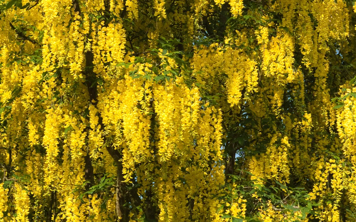 Giftpflanze des Jahres 2012: Der Goldregen