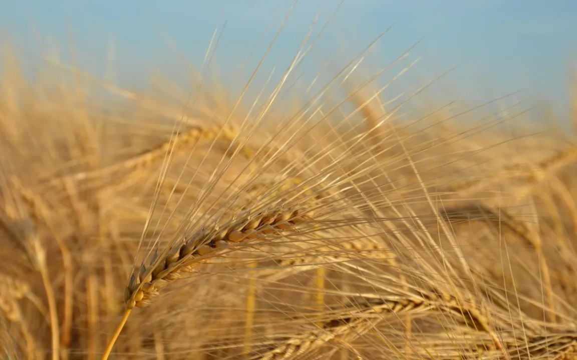 Reife Gerste läutet Getreideernte ein