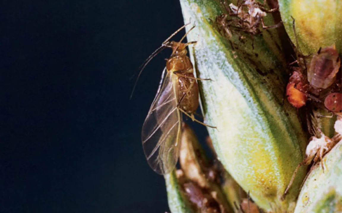 Blattlaus-Warnung für den Acker 