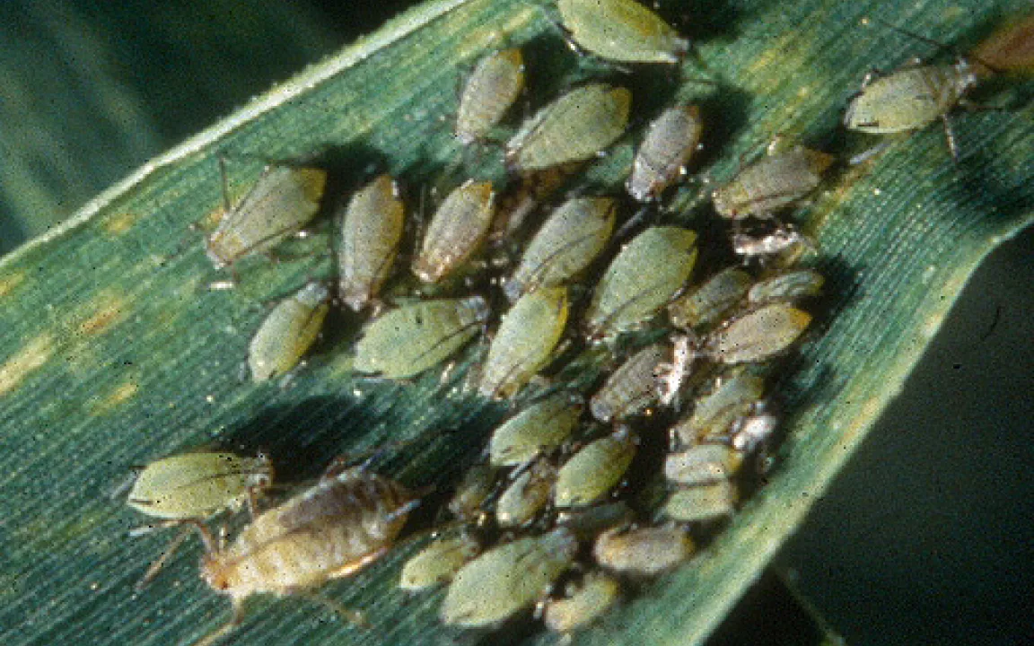 Milder Winter erfreut auch Viren, Pilze und Mäuse