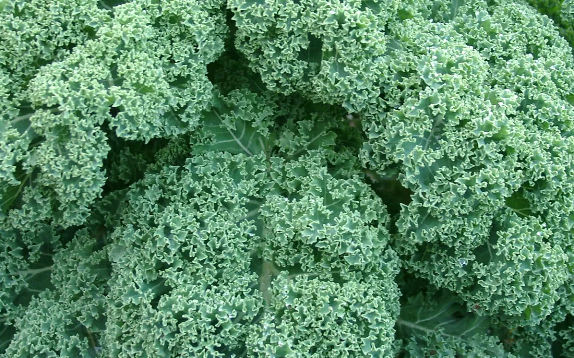 Wintergemüse will Kultstatus – der Grünkohl