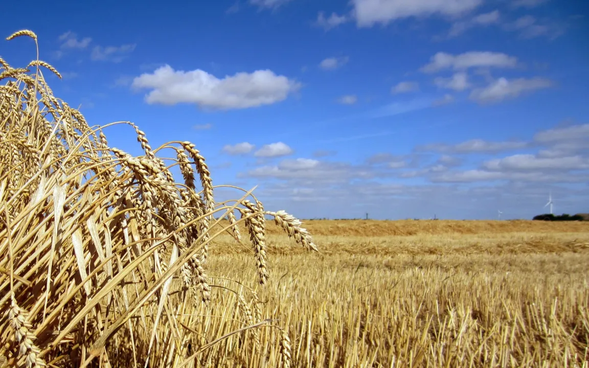 Ernte 2012: Durchschnittliche Erträge, hohe Preise