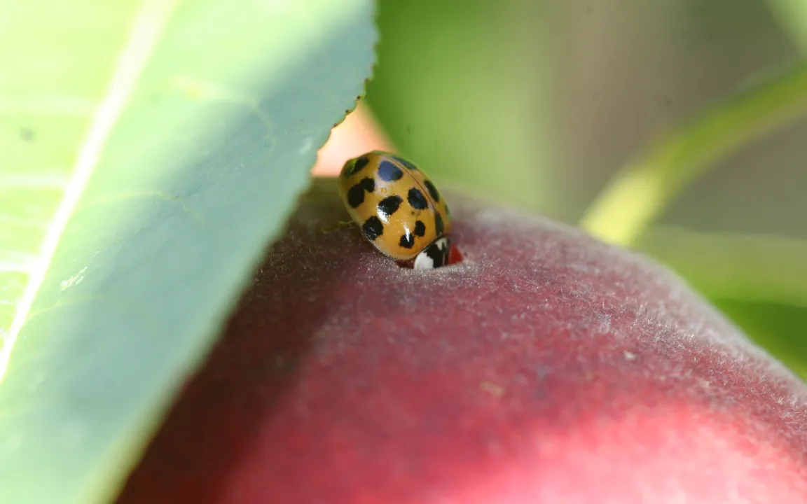 Verdrängungskampf unter Marienkäfern
