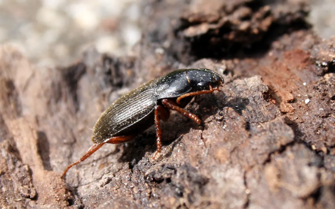 Erdbeersamenlaufkäfer fallen unangenehm auf
