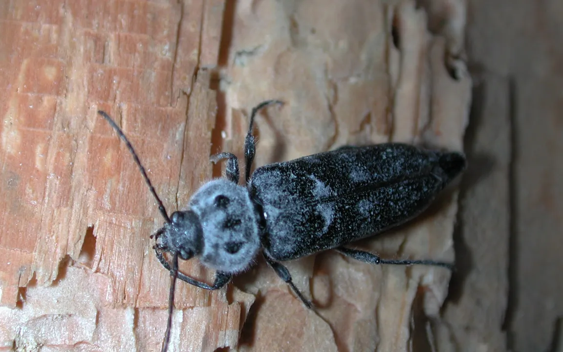 Holzwurm-Attacken schädigen historische Gebäude