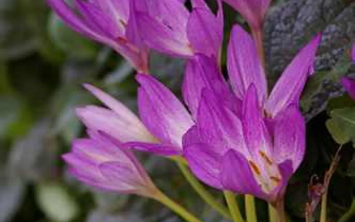 Die Herbstzeitlose ist die Giftpflanze des Jahres 2010