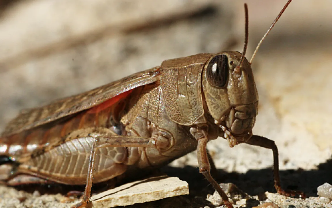 Mittelasiatische Republiken kämpfen gegen Heuschrecken
