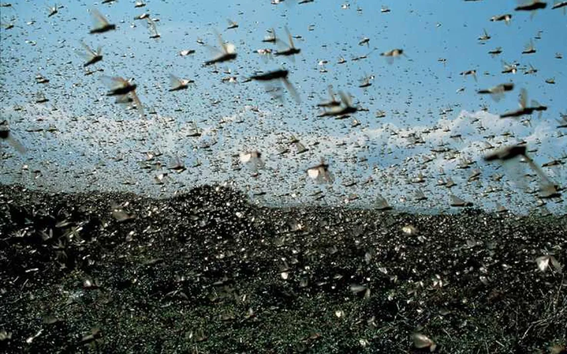 Russland - nun auch noch Heuschreckenplage