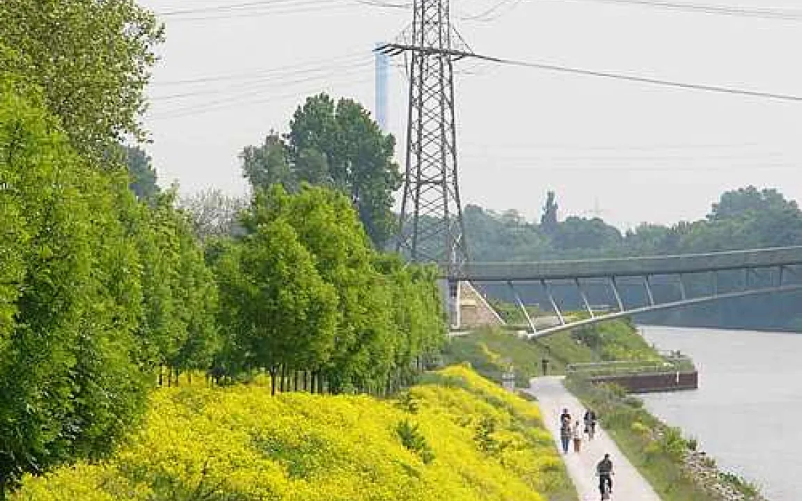 Mit strategischer Bekämpfung die Zackenschote stoppen