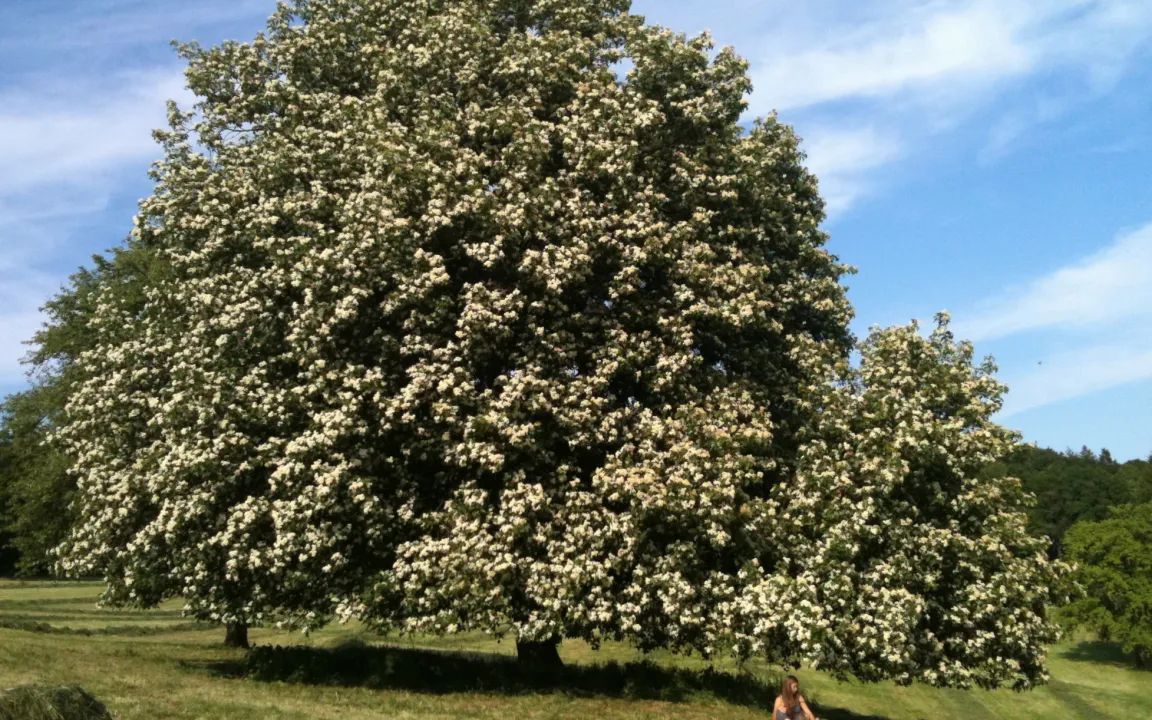 Die Elsbeere – Baum des Jahres 2011