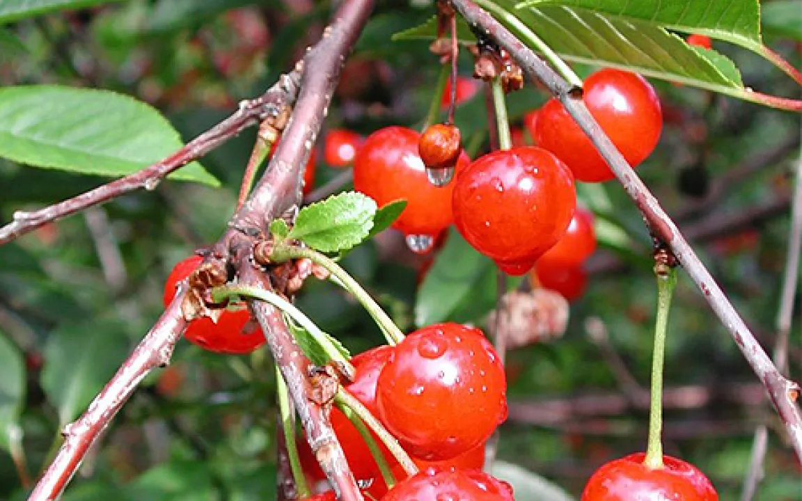 Genbanken erhalten unsere Obst-Vielfalt 