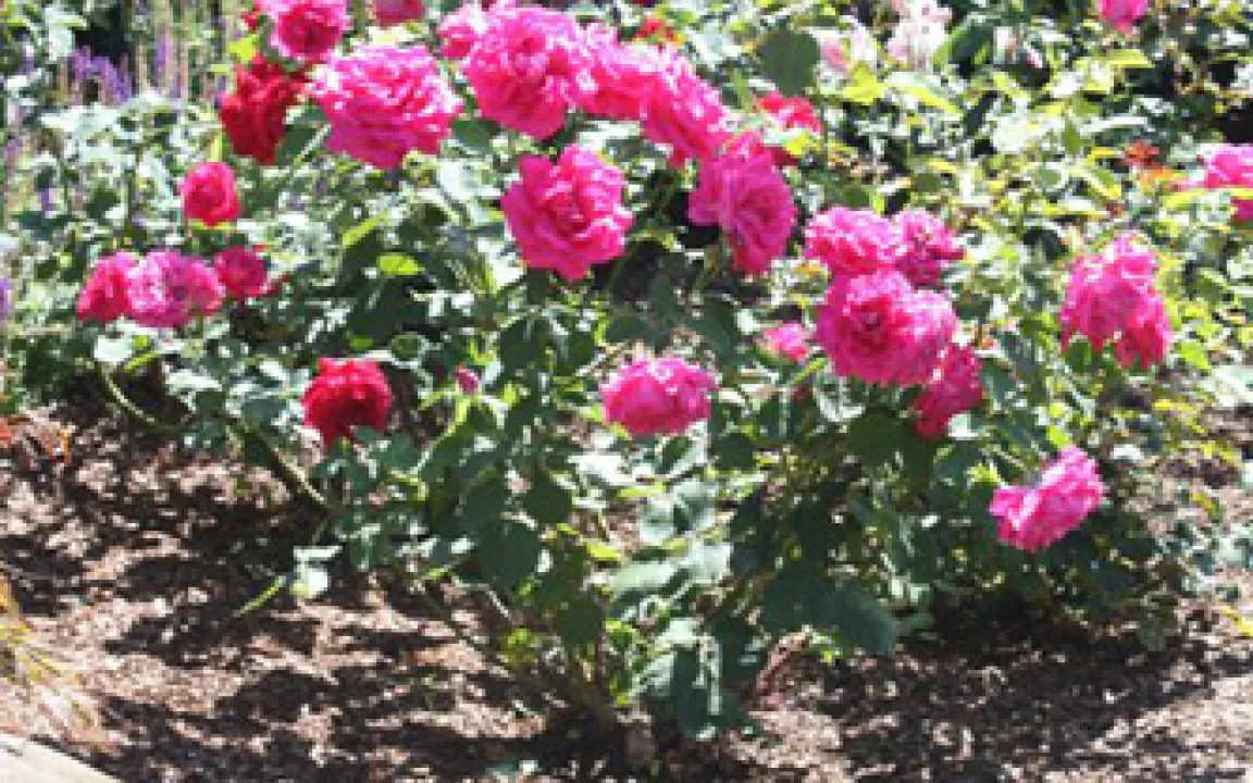 Rosen: Frühzeitig vorbeugen, später Blütenpracht